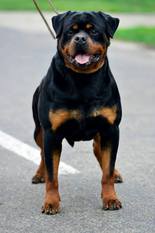Arlos Majestic Rott Arlos Majestic Rott