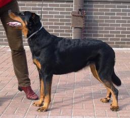 Gemma Astra Canina Gemma Astra Canina