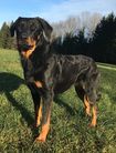 Akela Shari Elanee du Filou Royal