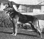 dog image background