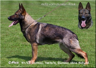 Akita vom dunklen Rauk Akita vom dunklen Rauk