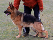 dog image background