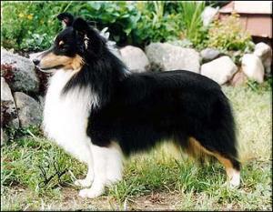 Ch. Marvitholl Starlet Ch. Marvitholl Starlet