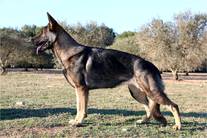 Jacara d'Herrera del Alcantara