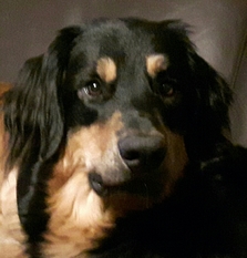 Jumper Ex Canis Lupus Jumper Ex Canis Lupus