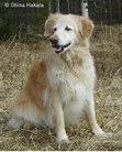 dog image background