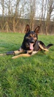 Junky von der Planwarte