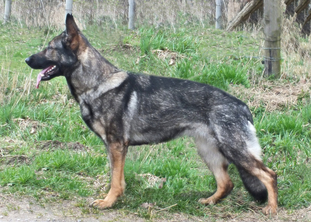 Kustmarken's Selina Kustmarken's Selina