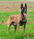 Aias-Dani of Braveheart Oradinum