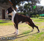 Fhigo LOE 1765787
