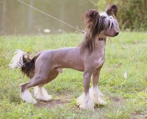 Melanies Rerity Falcone Melanies Rerity Falcone