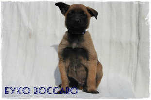 Eyko Boccaro Eyko Boccaro