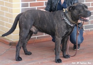 Troya de Rompéhuesos Troya de Rompéhuesos