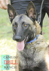 Ecxy du Drill Ranch Ecxy du Drill Ranch