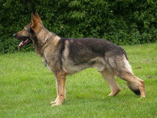 King Spike van Hildernisse King Spike van Hildernisse