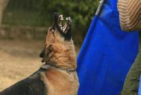dog image background