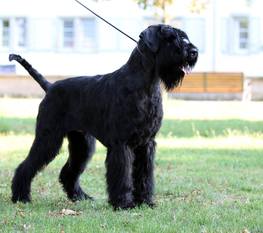 Ringo von der Talmühle Ringo von der Talmühle