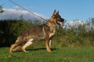 Loki von SentinelHarts Loki von SentinelHarts