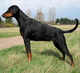 Ascomannis Gina