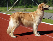 dog image background