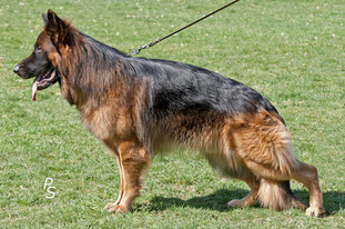 Zeus vom Lüttersbruch Zeus vom Lüttersbruch