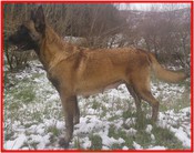 Loba de Jelova