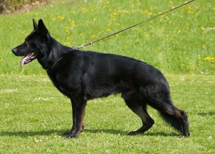 Zorro von der Edelweißbrücke Zorro von der Edelweißbrücke