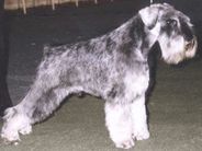 dog image background