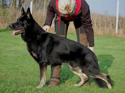 Niko vom Moosheider Teich