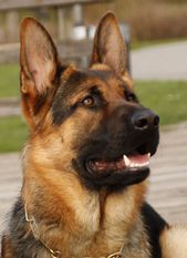Dexter vom Agilulf Dexter vom Agilulf