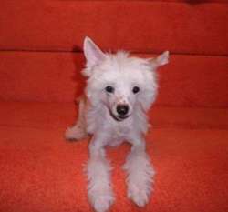 Slik Slim Pet Bebi Ulyanka Slik Slim Pet Bebi Ulyanka