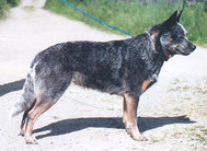 Pavesi Miss Aussie