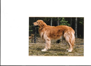 Cooper vom Tanneneck Cooper vom Tanneneck