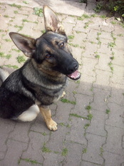 Jackie von den Querulanten Jackie von den Querulanten