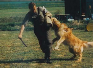 dog image background