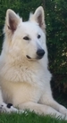 Hooch la Bianco Montana