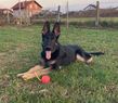 Yvan European K9 training base