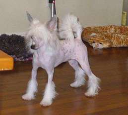 Blancho Tapscott's White Tornado Blancho Tapscott's White Tornado