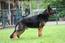 Otis del Lupo Nero