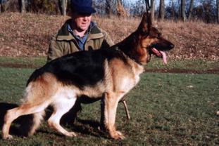 Enzo von Schloß Trotha Enzo von Schloß Trotha
