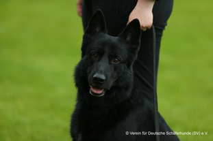 August von der Hundsmarter August von der Hundsmarter