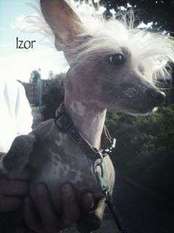 Stintans Izor Stintans Izor