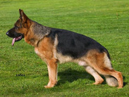 dog image background