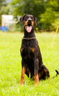 dog image background