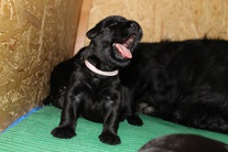 Giant schnauzer - puppies for sport and show - litter
