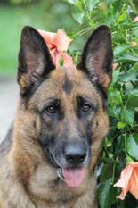 Millie vom Suentelstein Millie vom Suentelstein