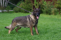 Wolferudel Issa