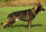 dog image background