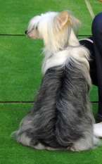 Fiona Grzywkomania Fiona Grzywkomania
