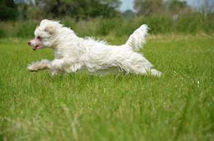 Be My Dog's Higher Level Be My Dog's Higher Level